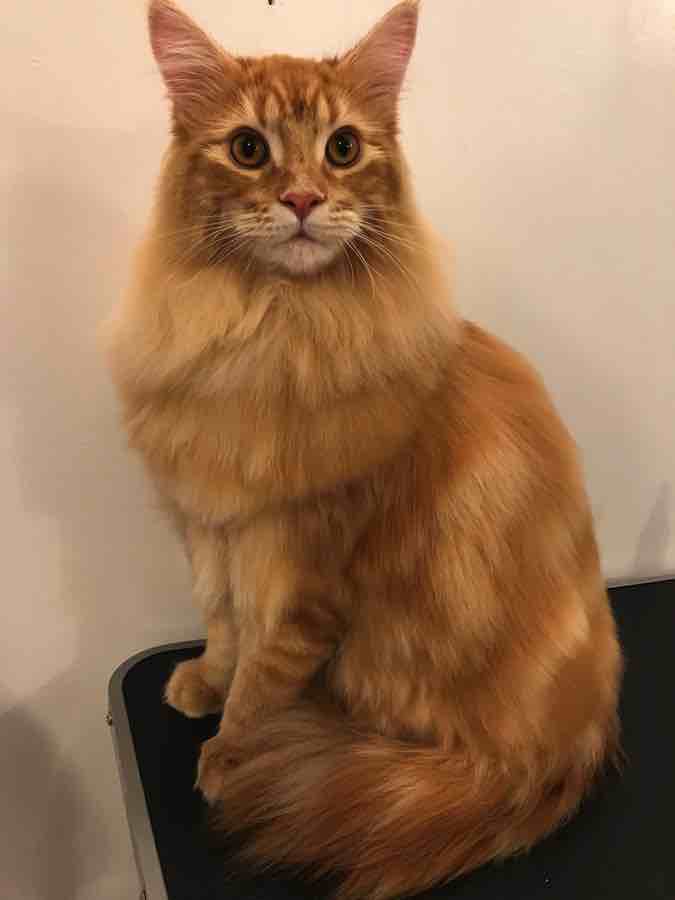 A fluffy orange Maine Coon cat sitting on a table, looking curiously at the camera.