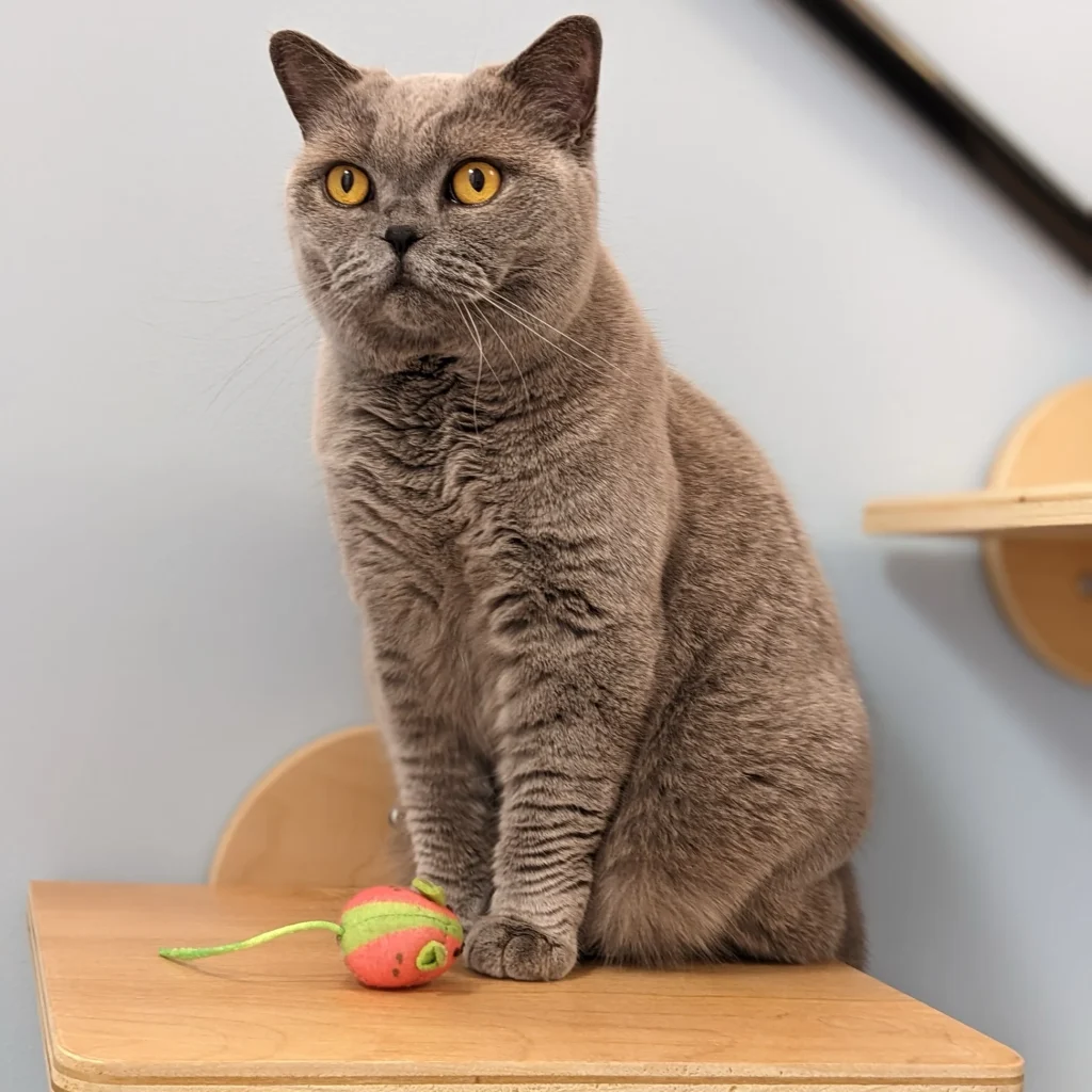 A gray cat with yellow eyes sits on a wooden table next to a toy mouse.