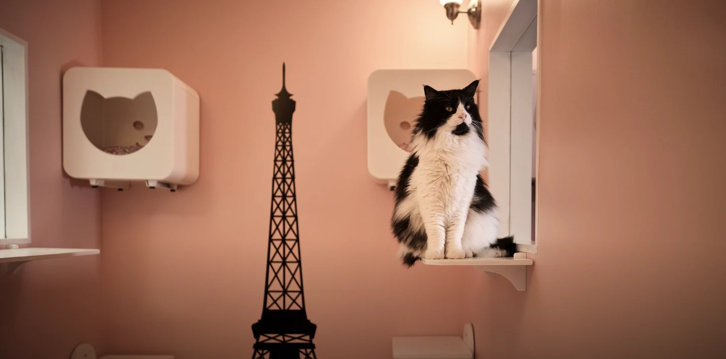 A black and white cat sits on a ledge in a pink room with cat-shaped shelves and an Eiffel Tower silhouette.