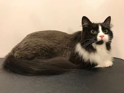 A fluffy black and white cat lounging on a dark surface, with bright green eyes and a long tail.