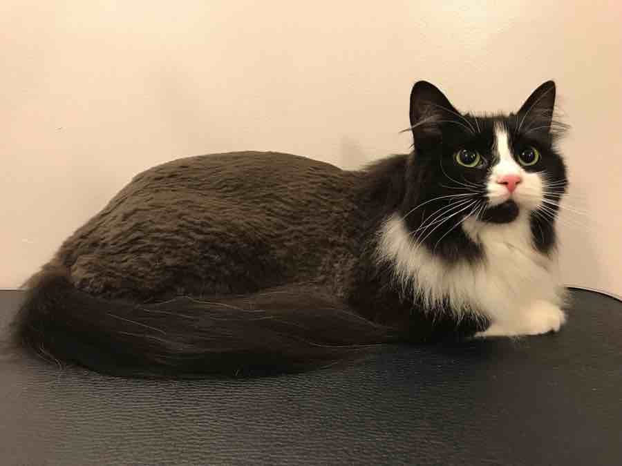 Plush Trim