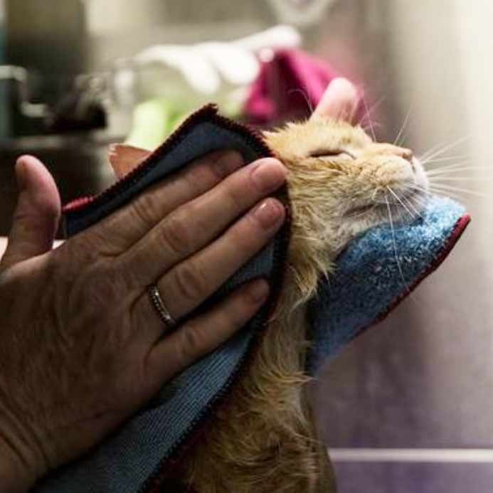 cat grooming ear rub comfortable