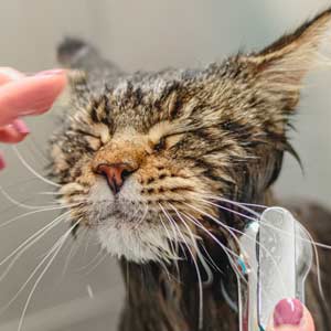 cat grooming rinse eyes closed