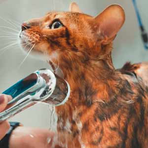 comfortable cat grooming water
