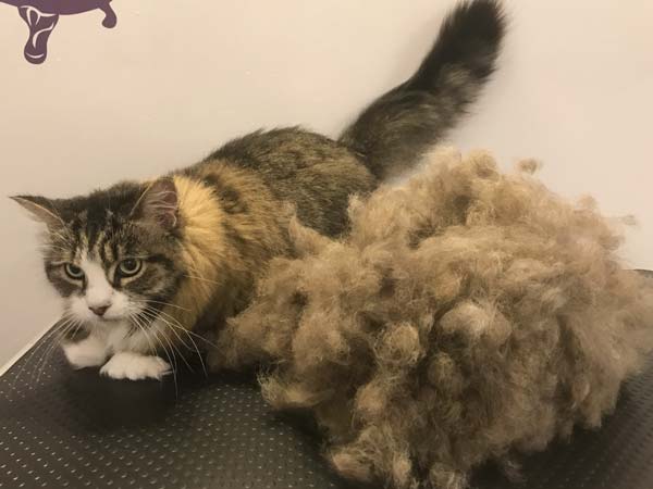 De-Shedding Treatment