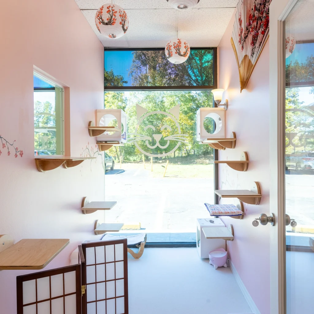 Bright and inviting cat lounge with wooden shelves, cozy seating, and large windows overlooking greenery.