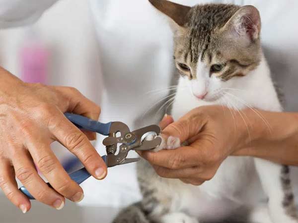 Nail Trim