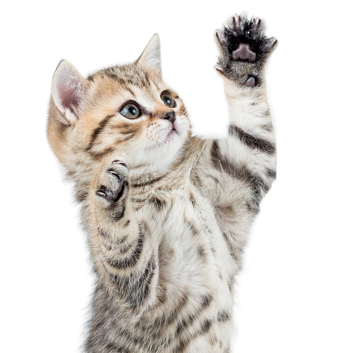 Happy Cat mascot