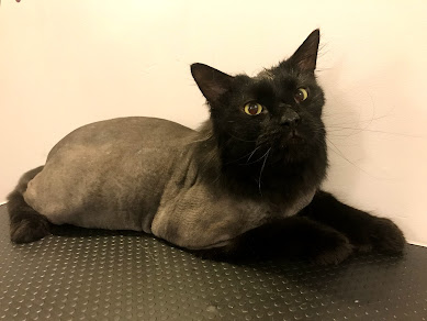 Lion Cut