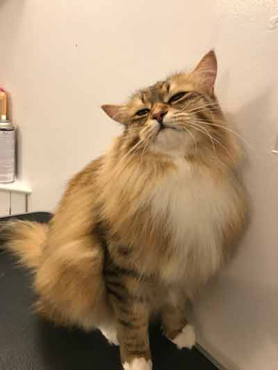 Fluffy cat with a relaxed expression sitting against a wall in a cozy spa setting.