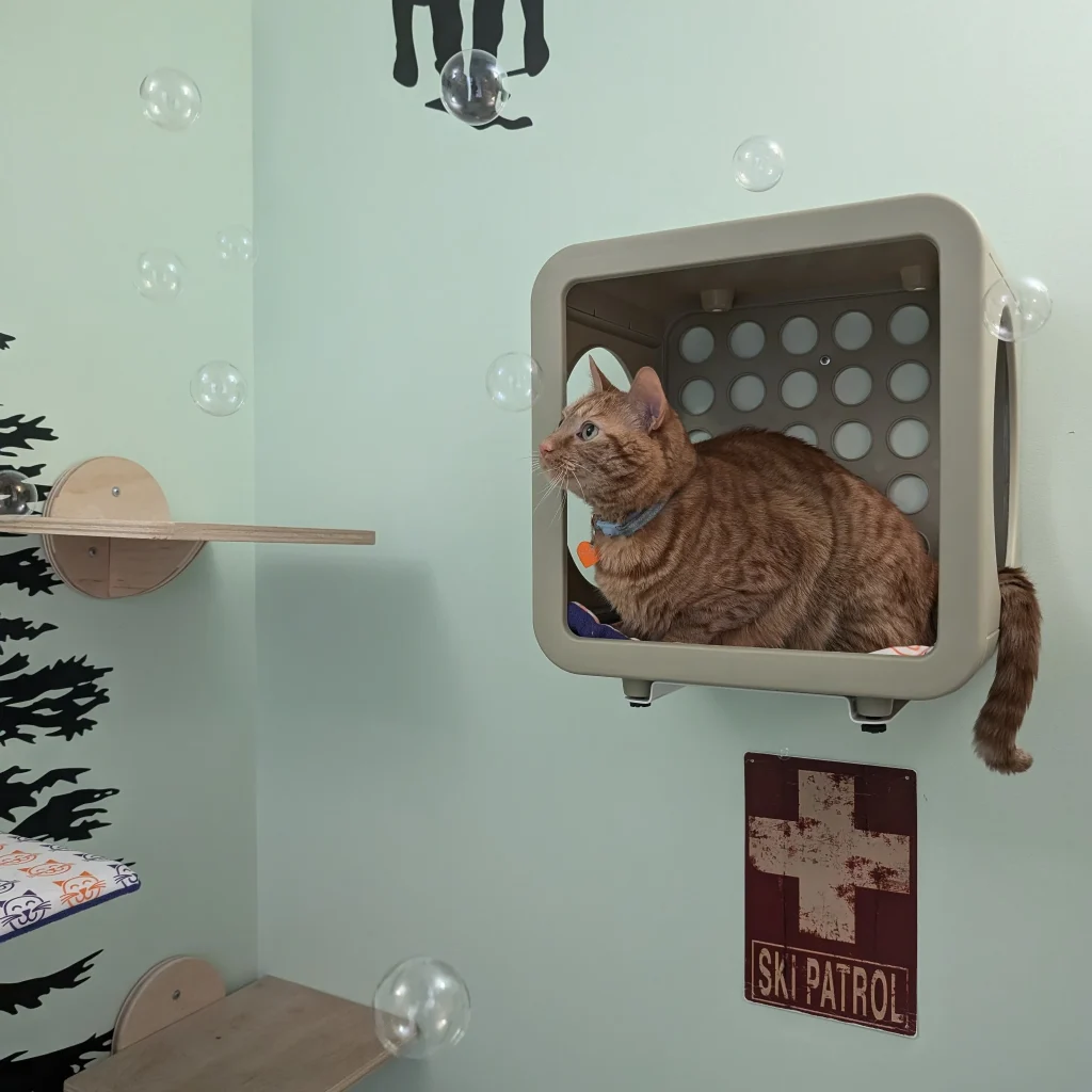 An orange tabby cat sits in a cozy cube, surrounded by floating bubbles and playful decor on a light green wall.