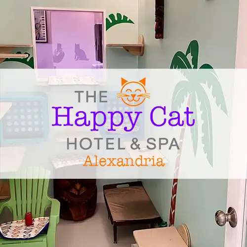 Happy Cat Hotel in Alexandria
